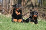 ROTTWEILER 514